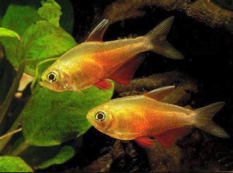 Flame Tetra Care Guide: Diet, Breeding, and Tank Size | Fish Parlor