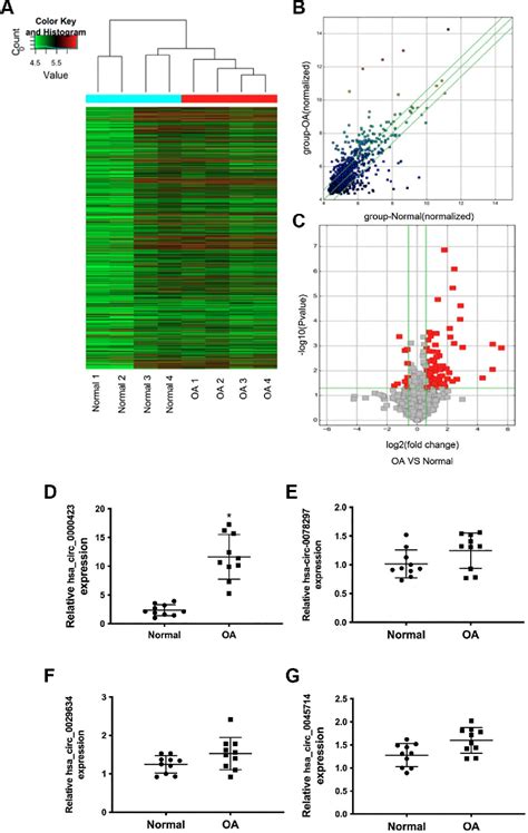 Figure 1 From Circular RNA Circ 0000423 Regulates Cartilage ECM