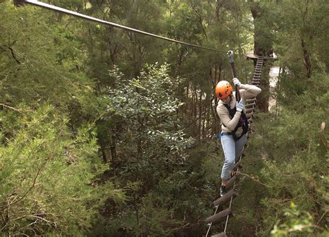 Treetops Adventure Central Coast Wyong Creek