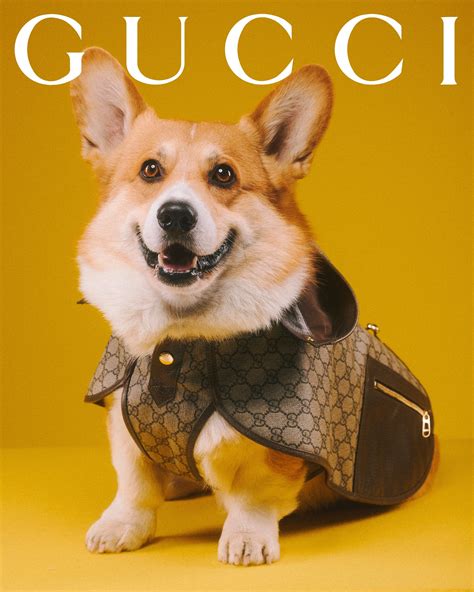 Todo Sobre Gucci Pet La Selección De Artículos Para Perros Y Gatos De