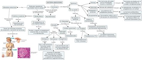 Sistema Endocrino Mapa Mental