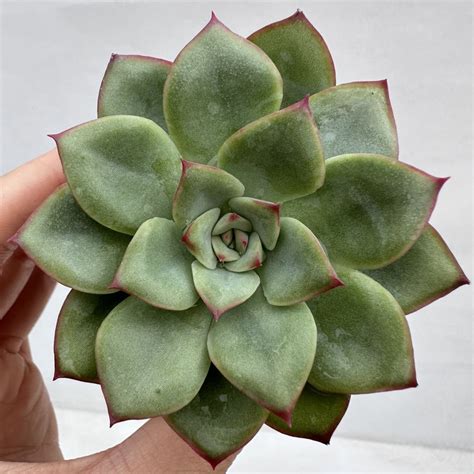 Echeveria Rosita 41 DK Succulents Korea Rare Korean Succulents