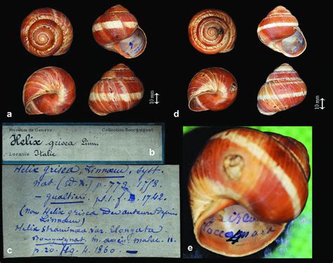 Lectotype Of Helix Straminea Elongata Bourguignat 1860 A Specimen