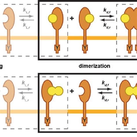 Receptor Mediated Dimerization Rmd And Ligand Mediated Dimerization Download Scientific