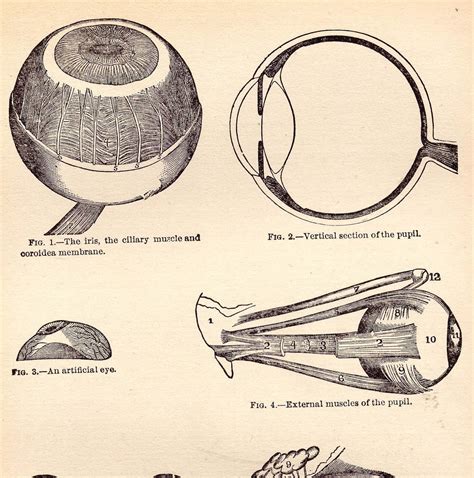 Anatomy Of The Eye Drawing at GetDrawings | Free download