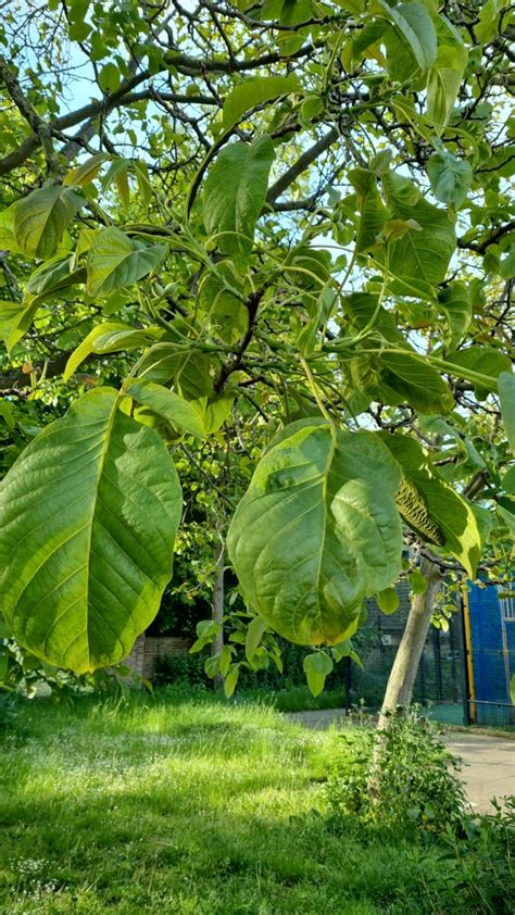 Is this a Walnut tree? : r/treeidentification