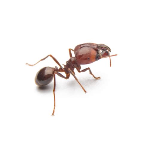 Fire Ant Identification Habits And Behavior Pest Defense Solutions