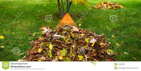 Fall Leaves With Rake Stock Image Image Of Foliage Cleanup 47287087