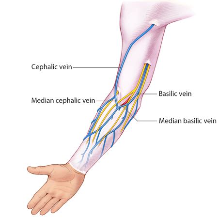 Arm-Venous: Anatomy & Physiology - Superficial Veins | SonoSim