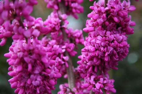 Cercis Avondale The Tree Shop Nursery Melbourne