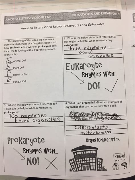 Amoeba Sisters Introduction To Cells Worksheet