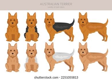 619 Aussie Terrier Images, Stock Photos, 3D objects, & Vectors | Shutterstock