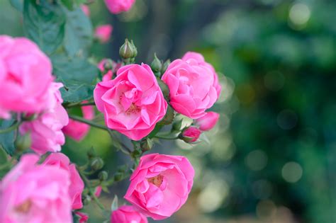 Free Images Blossom Petal Green Natural Pink Flora Flowers