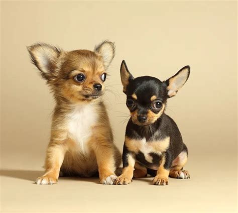 Chihuahua Puppy Pictures and Facts