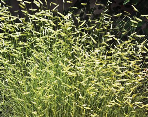 Bouteloua Gracilis ‘blonde Ambition’ Blue Grama Grass One Earth Botanical