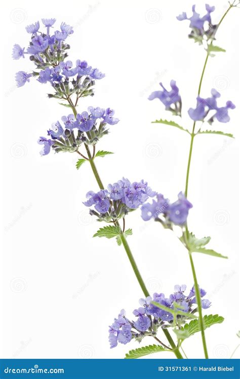 Catnip Flowers Nepeta Cataria Stock Image Image Of Herb Floral