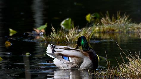 Mallard Preening A Healthy Habit Pacific Northwest Pictorial™