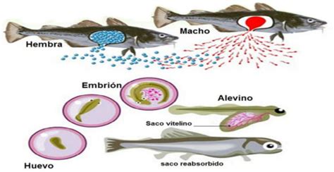 Guía para identificar si un pez es macho o hembra 10 pasos