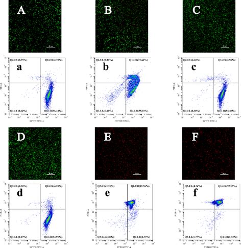 Fcm A To F And Clsm A To F Images Of S Typhimurium After Different