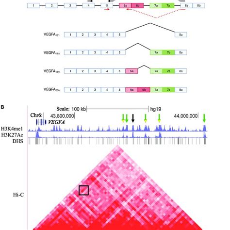 Vegfa Isoforms And Enhancer Region A Schematic Representation