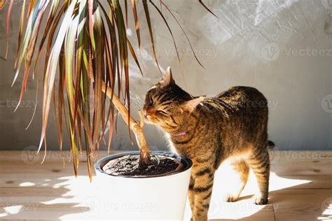 Le Chat Renifle Et Grignote Le Dracaena De La Plante D Int Rieur L