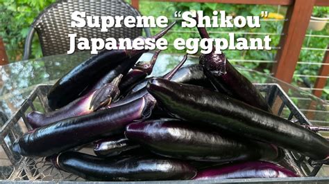 Shikou Eggplant Harvest Ready And Tips Continuous Fruiting Youtube