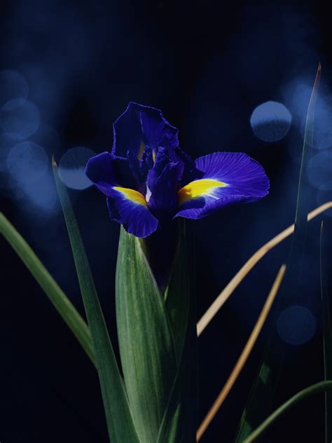 2,000+ Free Iris Flowers & Iris Images - Pixabay