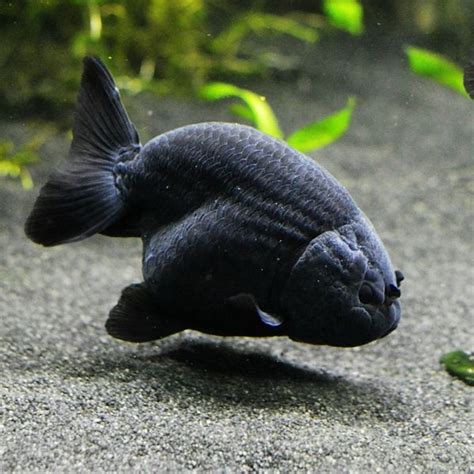 √ Black Cold Water Fish With Big Eyes Fischlexikon