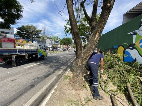 Defesa Civil Realiza Poda Preventiva De Rvores Na Av Tenente Marques