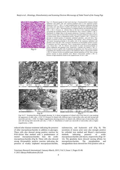 Pdf Histology Histochemistry And Scanning Electron Microscopy