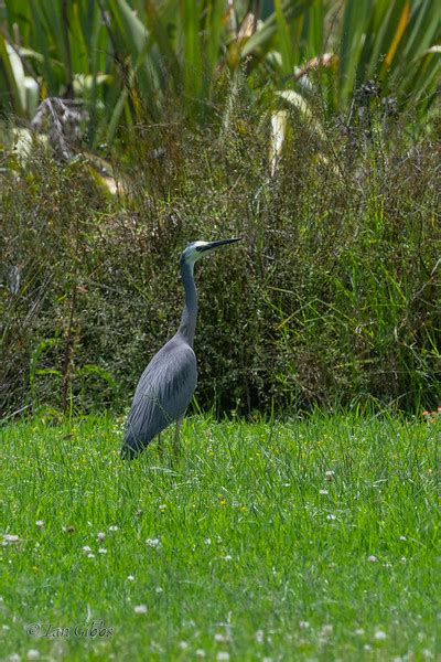 New Zealand Wildlife - Ian Gibbs