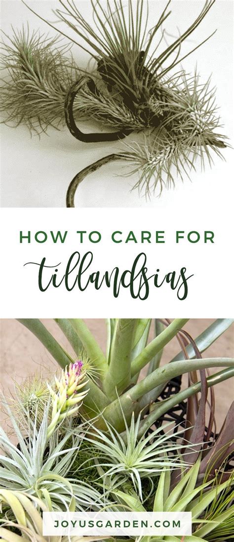 How To Care For Tillandsias Air Plants Joy Us Garden Air Plants Plants Air Plants Care