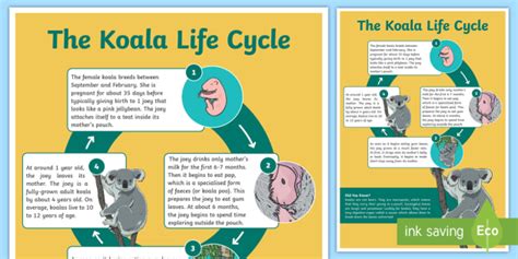 Life Cycle Of A Koala Diagram