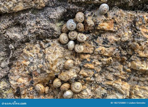 Muchos Caracoles Una Familia Unida A La Piedra Fondo De Textura Foto