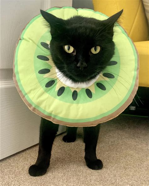 Psbattle Cat Wearing A Soft Kiwi Cone Rphotoshopbattles