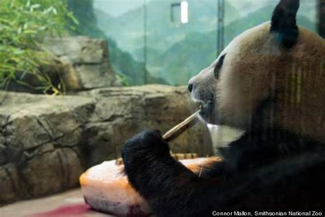 Panda Cam Is Back: Watch Smithsonian National Zoo Giant Pandas Mei ...