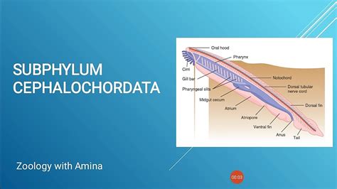 Phylum Chordata Subphylum Cephalochordata Youtube