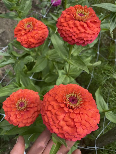 How to Grow Zinnias - From Dirt to Flowers