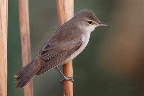 Ngorongoro Crater Birds | Ngorongoro Conservation Area | Tanzania