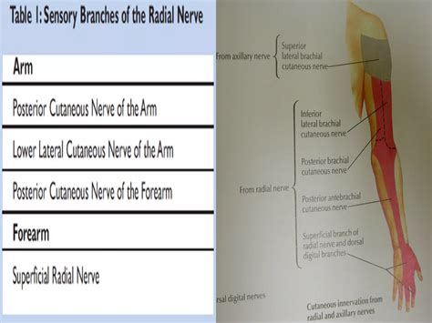 Radial Nerve Course And Relations Applied Anatomy Ppt Free Download