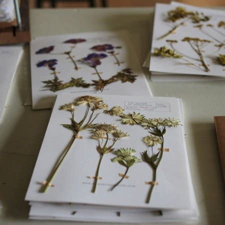 Herbarium Pressed Flower Collection For Cyanotypes Snapdragon Life