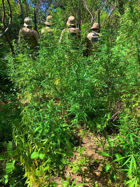 Operação Terra Limpa polícia erradica mais de 4 mil pés de maconha em