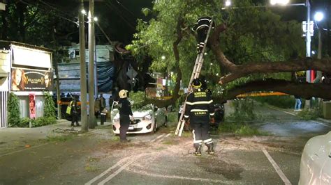 Rbol Cae Y Aplasta A Dos Autos En Coyoac N Cdmx N Foro En Vivo Hoy