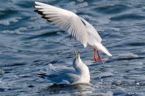 Compare Black-headed Gull vs Bonaparte’s Gull | Kim Smith Films