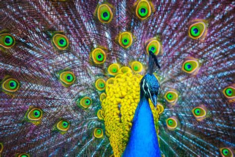 Peacock Portrait Of Beautiful Peacock With Feathers Out Stock Photo