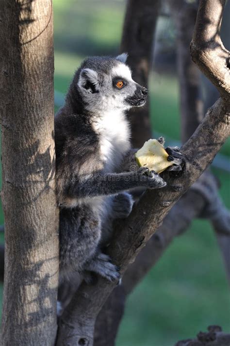 eating lemur stock image image  cuddle tail food