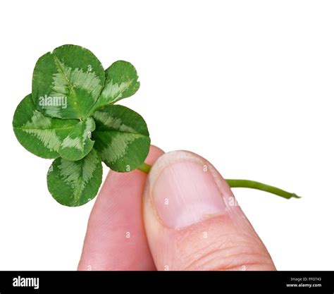 Vierblättrige Kleeblätter Stockfotos und bilder Kaufen Alamy