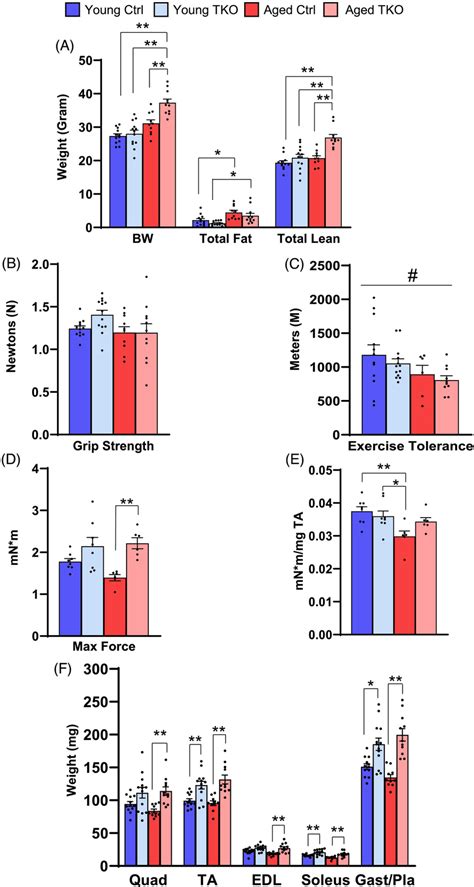 Musclespecific Foxo Deletion Increases Muscle Size And Prevents Loss