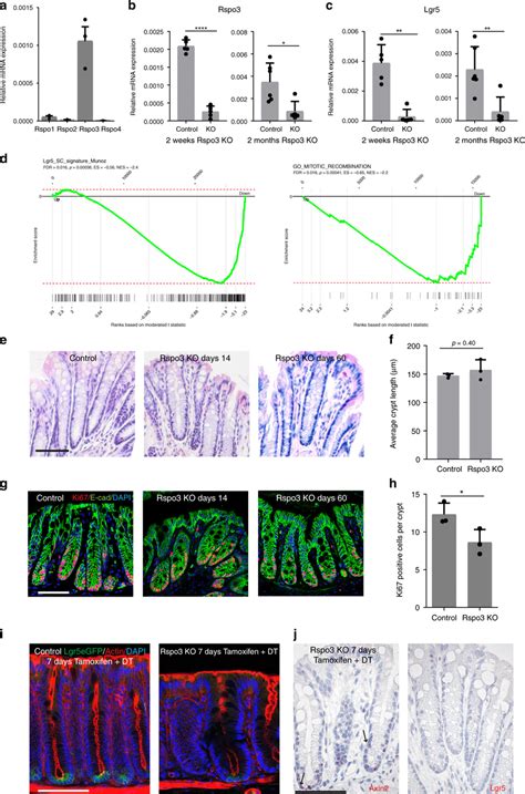 Rspo3 From In Myh11 Myofibroblasts Determines The Stem Cell Signature