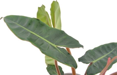 Kamerplant Van Botanicly Philodendron Bilietiae Hoogte 25 Cm Bol